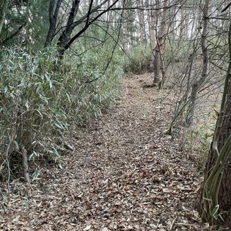 🍂沢山の明るい尾根をひたすら登っていきます。道は明瞭、難しい所はありません。今の所、足取りは重たいがアイゼンないので昨日よりは楽😅