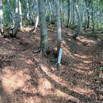 枡形山手前の分岐　左から回ることに