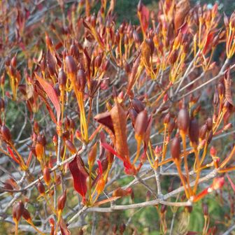 ほとんど葉っぱが落ちて冬芽になってる株がおおい、紅葉は終わりですね🤷