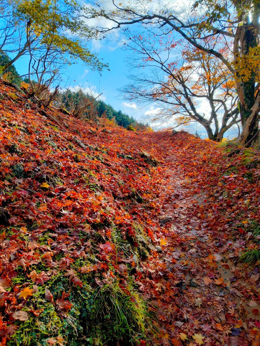 真っ赤な紅葉の絨毯🍁