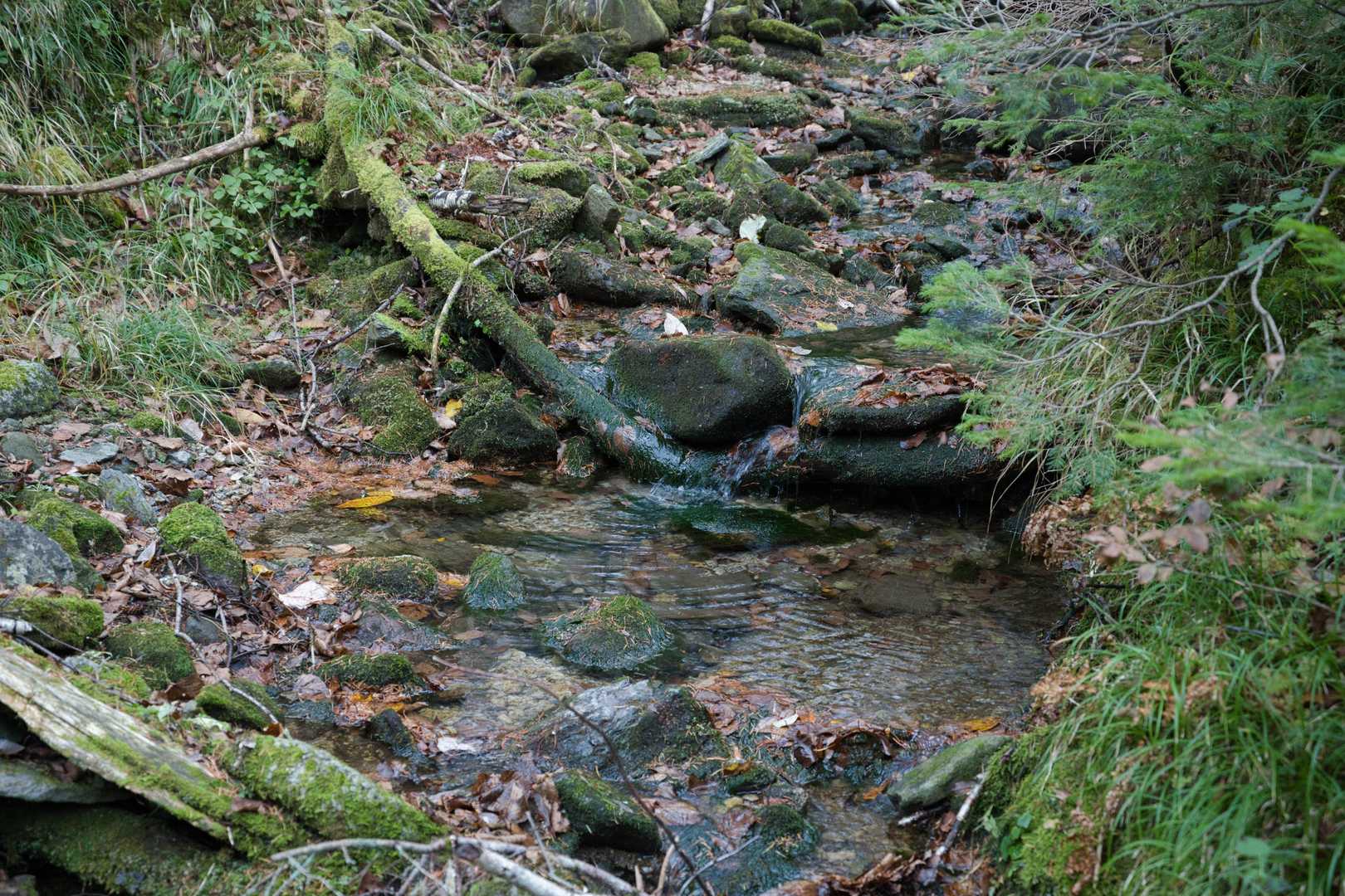 途中から地図にない沢沿いの道を進みます🌊
ここまで来れば、登山口まではほぼフラットな道でしたよ👌