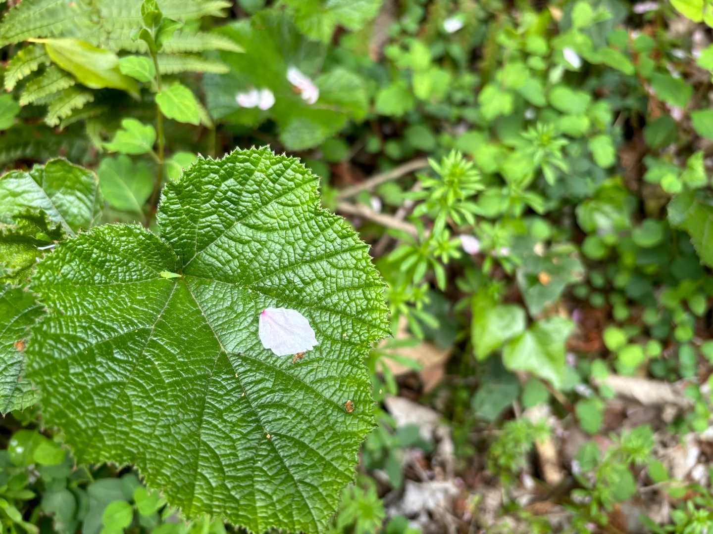 草山 往復コースの写真