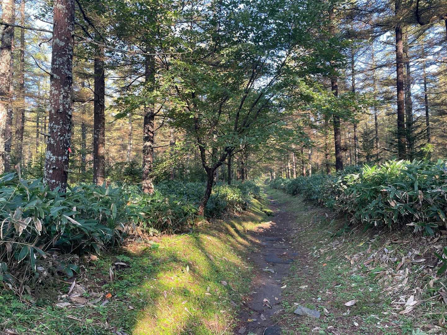 序盤はこんな感じ。登山道は整備されており、非常に登りやすい。ありがたい🙏
