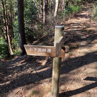 ここが狐塚
景信山へ小下沢林道をくだる
（間違えて直進してしまう）