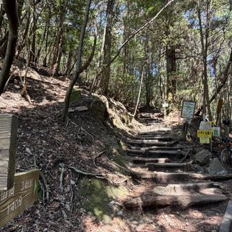 御門杉まで到着