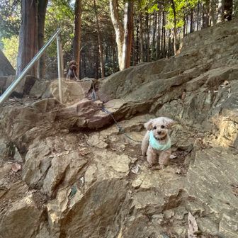 女坂を下るよ
デカわんこは抱っこ待ち

なんか不思議なオーブが写ってる笑