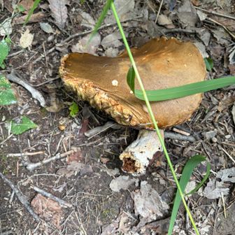 もしかしてヤマドリタケモドキ！？
ちょっと虫食いだらけ😂