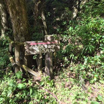 下りはここから、新道にそれたり5合目と4合目の間から脇道にそれたりしながら歩きました。