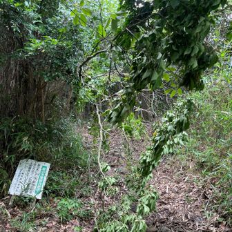 倒木が道に被さっているので、これは撤去しておこう