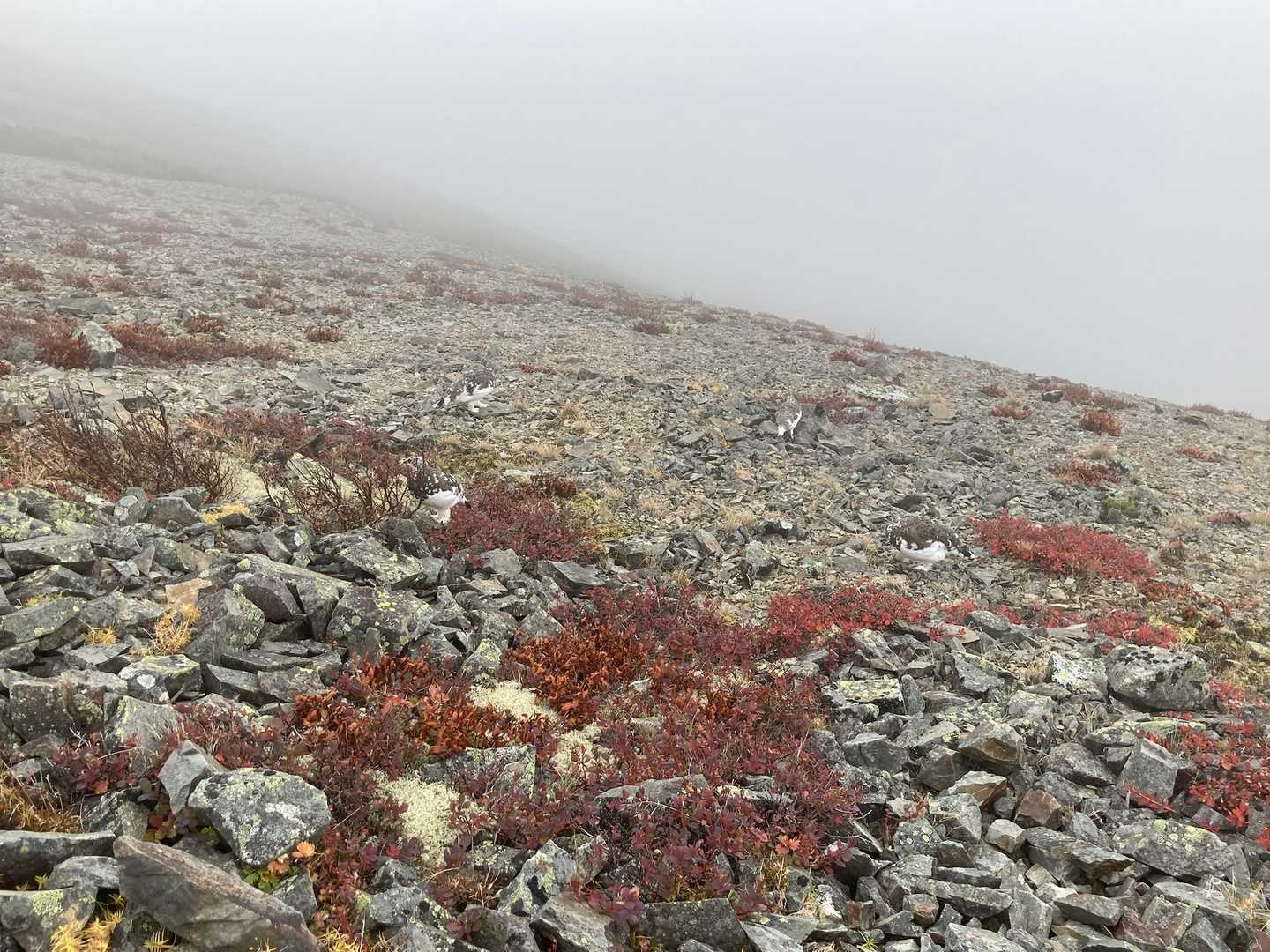 三股登山口-蝶ヶ岳-蝶槍-常念岳-前常念岳 周回コースの地図・登山ルート・登山口情報 | YAMAP / ヤマップ