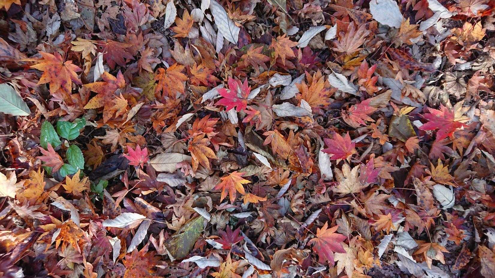 このあたりの落ち葉は赤系🍁