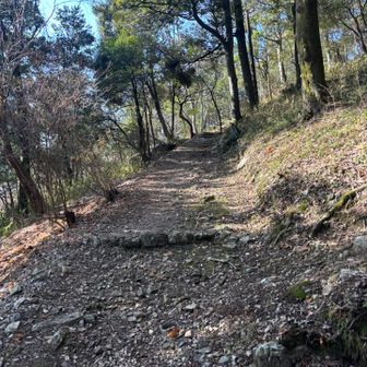 登山道らしくなってきました。