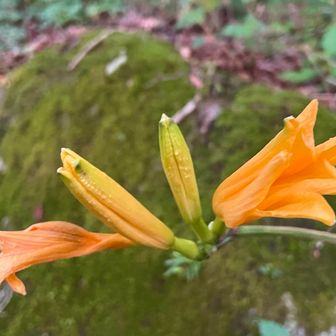 おたつ石コースでもニッコウキスゲ🌸を一株見つけました💡