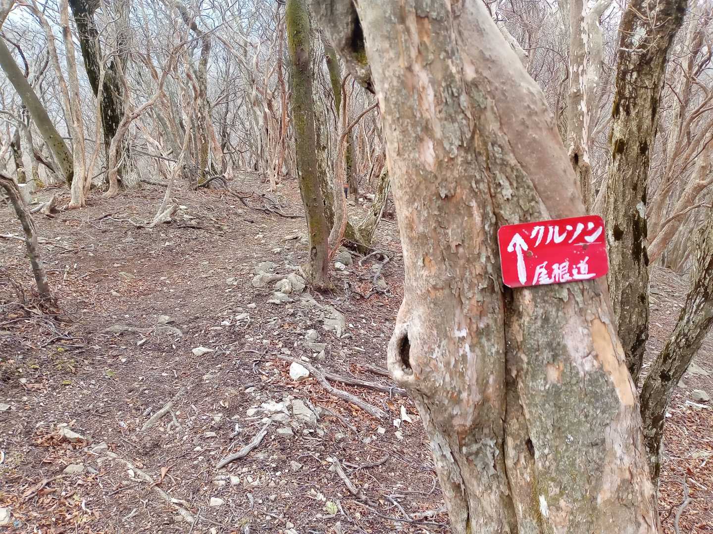 ここからようやく尾根道😌