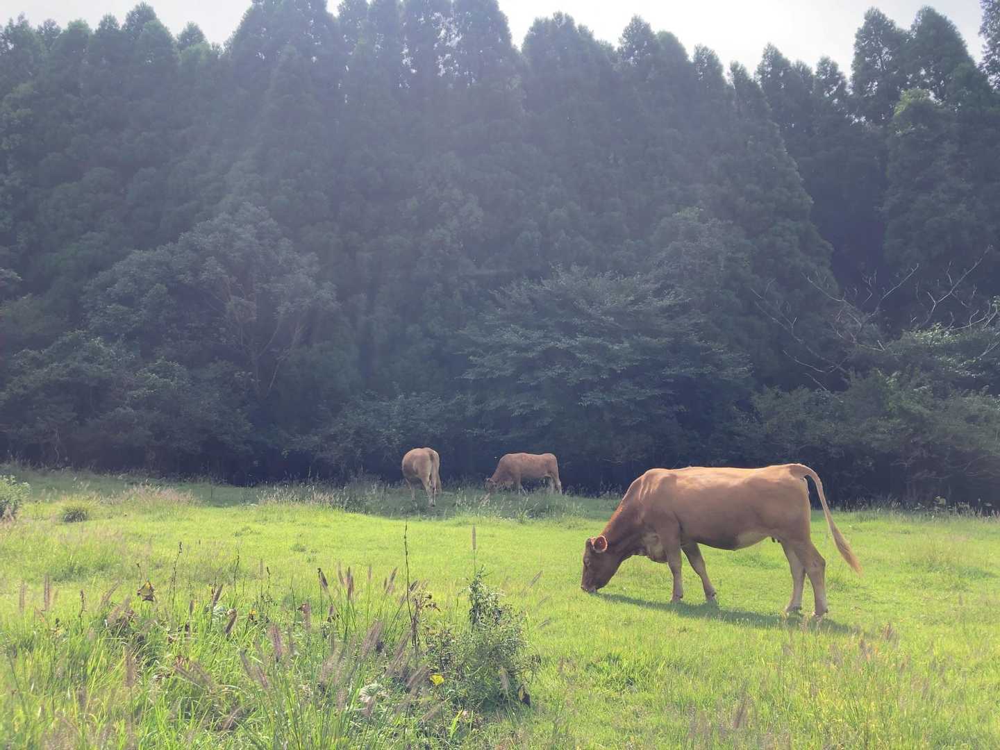 一心不乱にハミハミ🐂

俵山まで来てる？