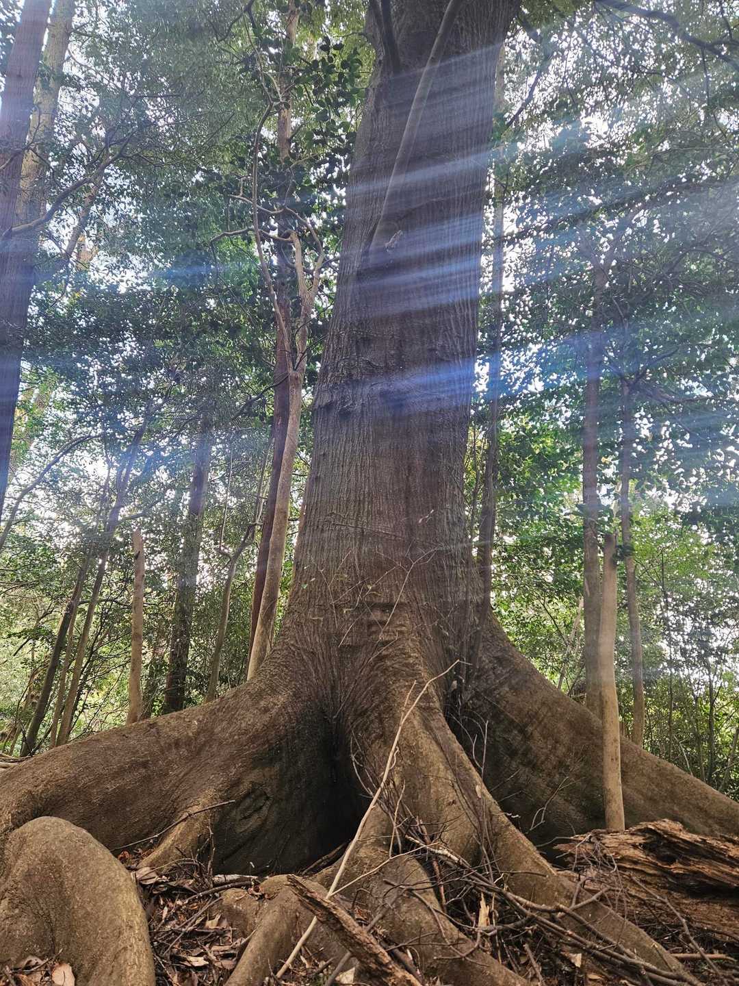 増位山-随願寺-廣峯神社 縦走コースの写真
