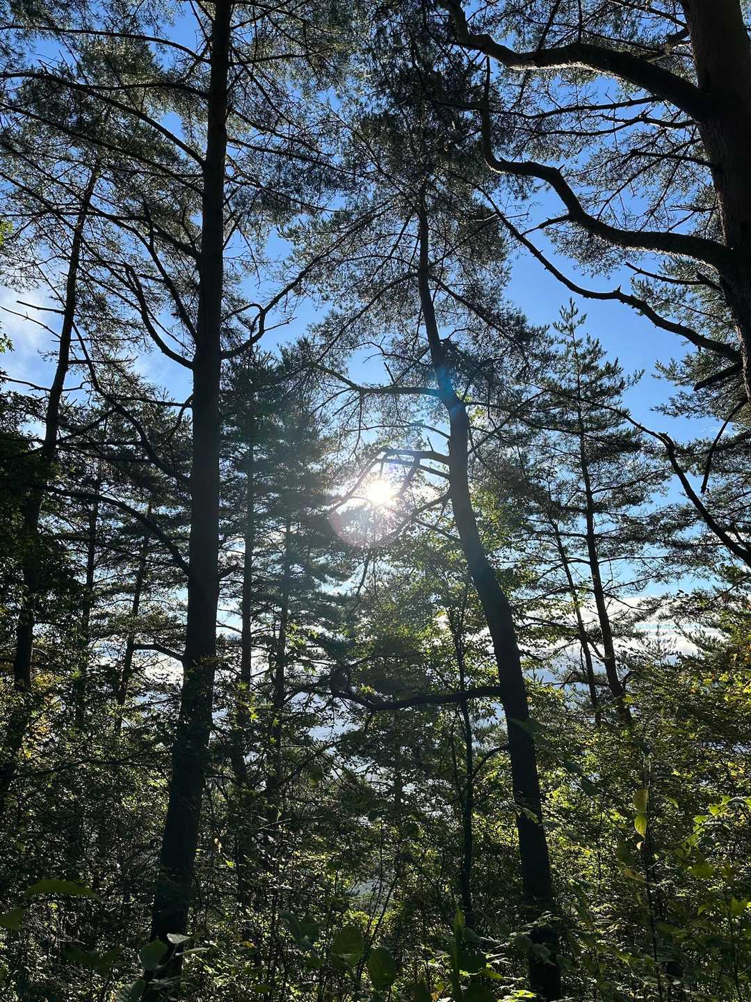 風が強いが、晴れるかな☀️