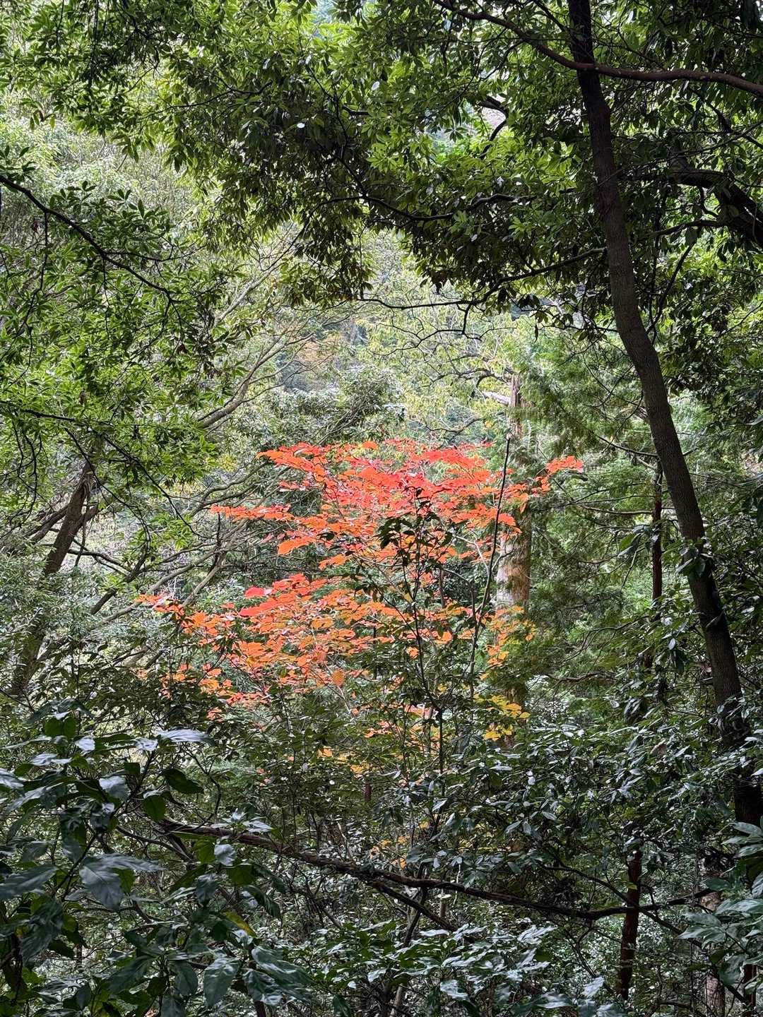 紅葉発見