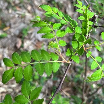 トゲトゲに服が引っかかる。
よくみると山椒の葉でした。いい香り😊