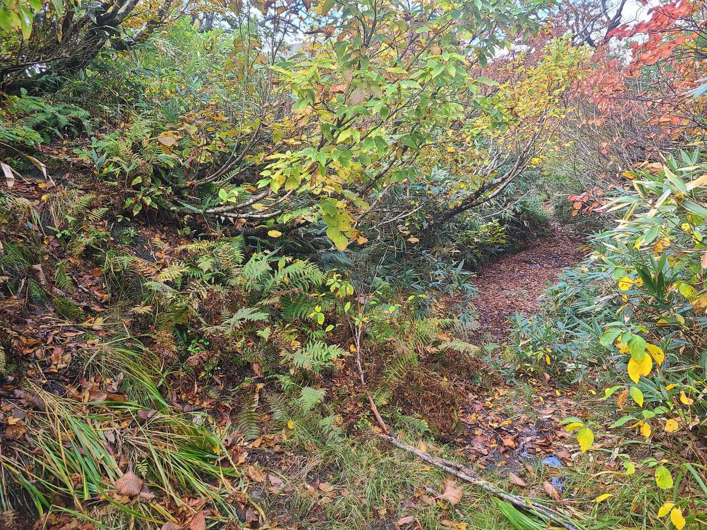 沼の手前に左側への迂回路有りました
