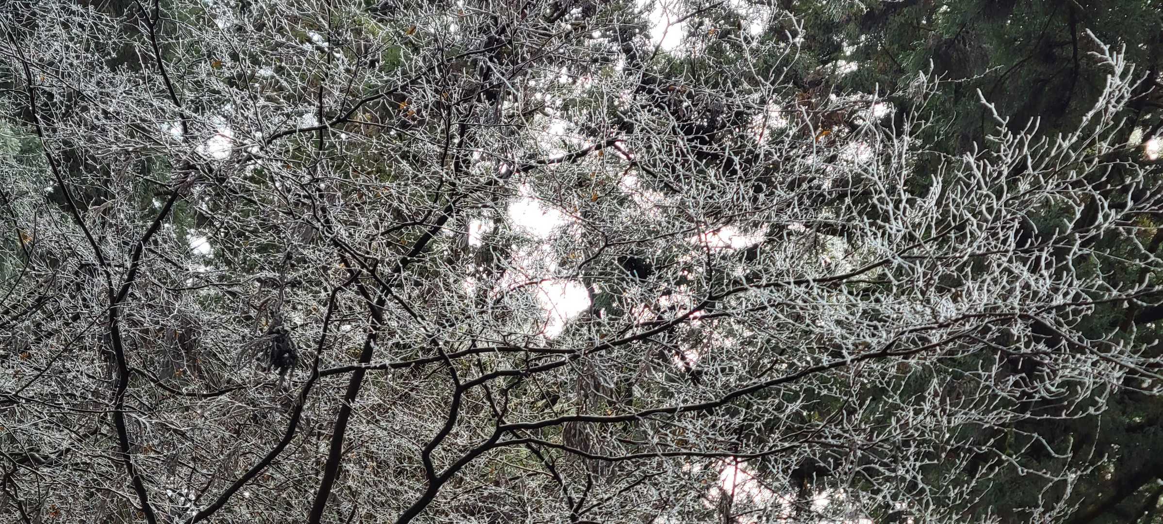 ほんのわずかに霧氷が。次は雪がたっぷりある時に！