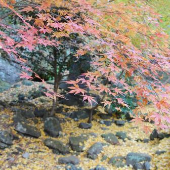 日陰の紅葉も綺麗です