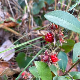 宝寿水の水場でお話したおねーさんが、打越山の方行って、デザート食べて帰りって
アイノコフユイチゴ
ちょっと甘くて、ちょっと酸っぱくて、プチプチで美味しかった。おねーさんありがと❣️