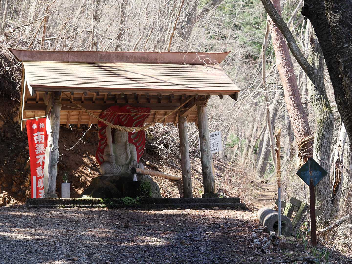 金明水の右横からイワウチワの群生地に入ります😃