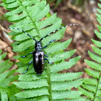 ツヤハダゴマダラカミキリ、特定外来生物です。現場では同定に迷いましたので駆除しませんでした。昨年は大舘山で見つけました。果樹産地の困りもので指名手配中です