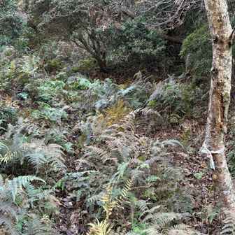 朽ちたピンテと薄い踏み跡とGPS頼りで