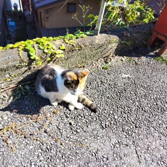 鴨沢バス停にいた三毛ちゃん！今日も会えた💕
バス停には5分前くらいに無事着きました。もう足ヘロヘロ...😂