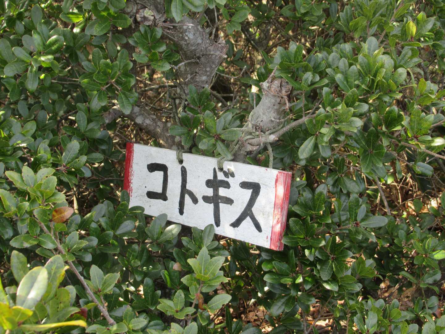 コトギス-すり鉢山-七つ山 往復コースの写真