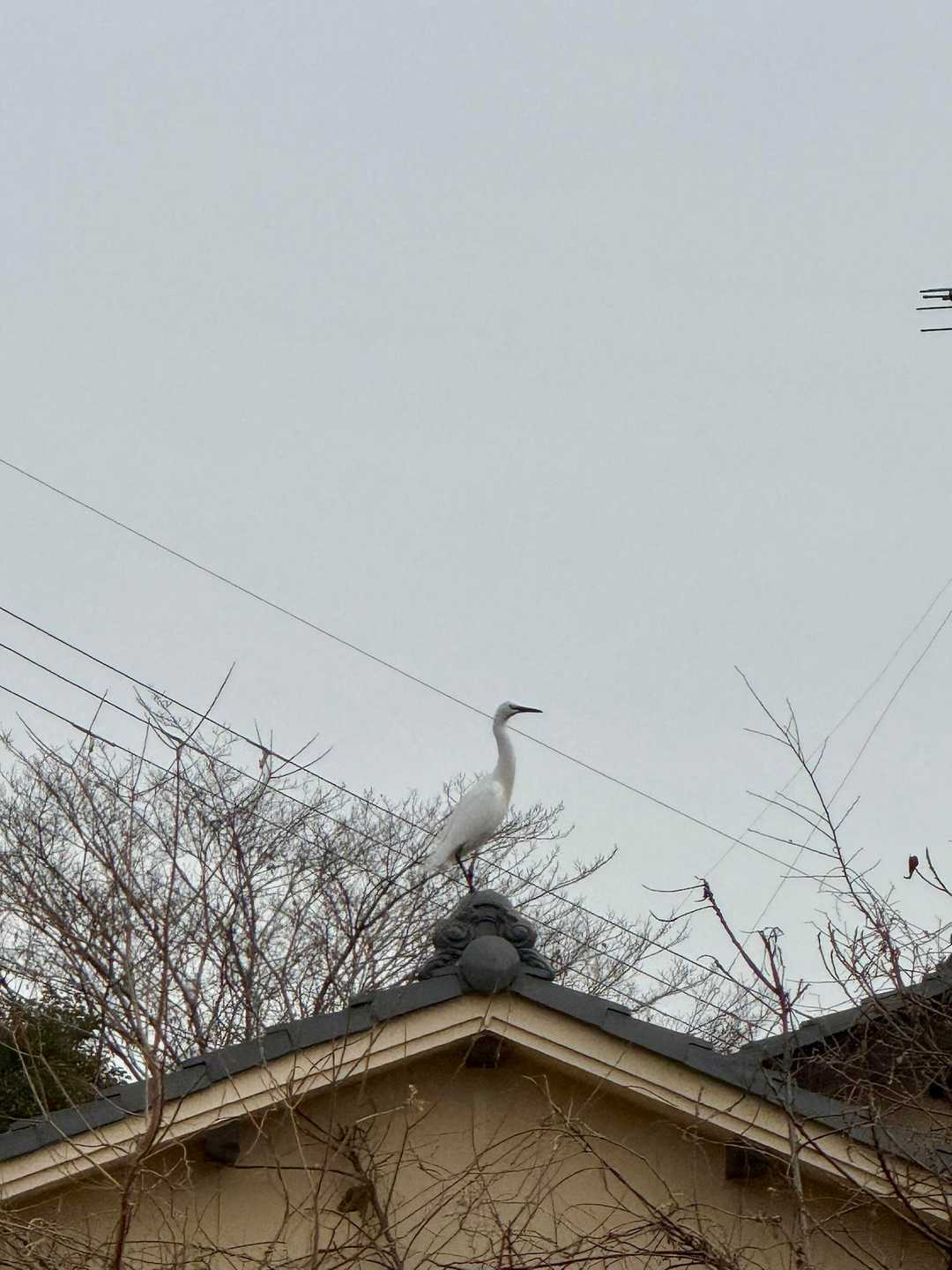 その辺から飛んできて屋根に止まった鳥🕊️
シラサギかな🙄
まるで彫刻みたいに見える🤭