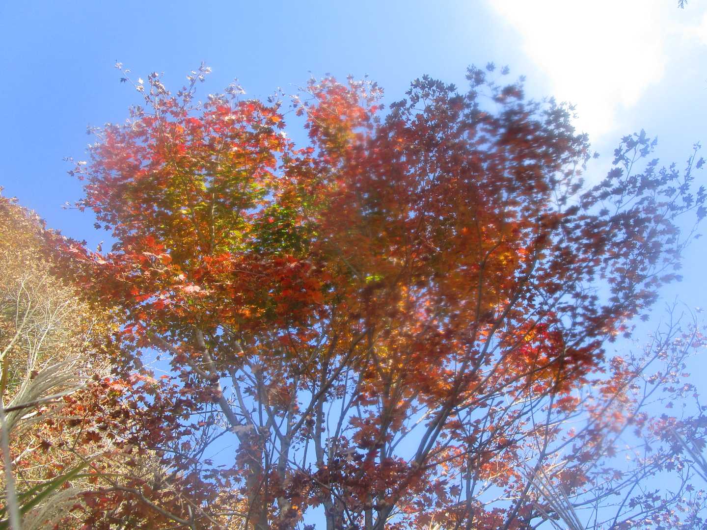 紅葉を楽しみながら
