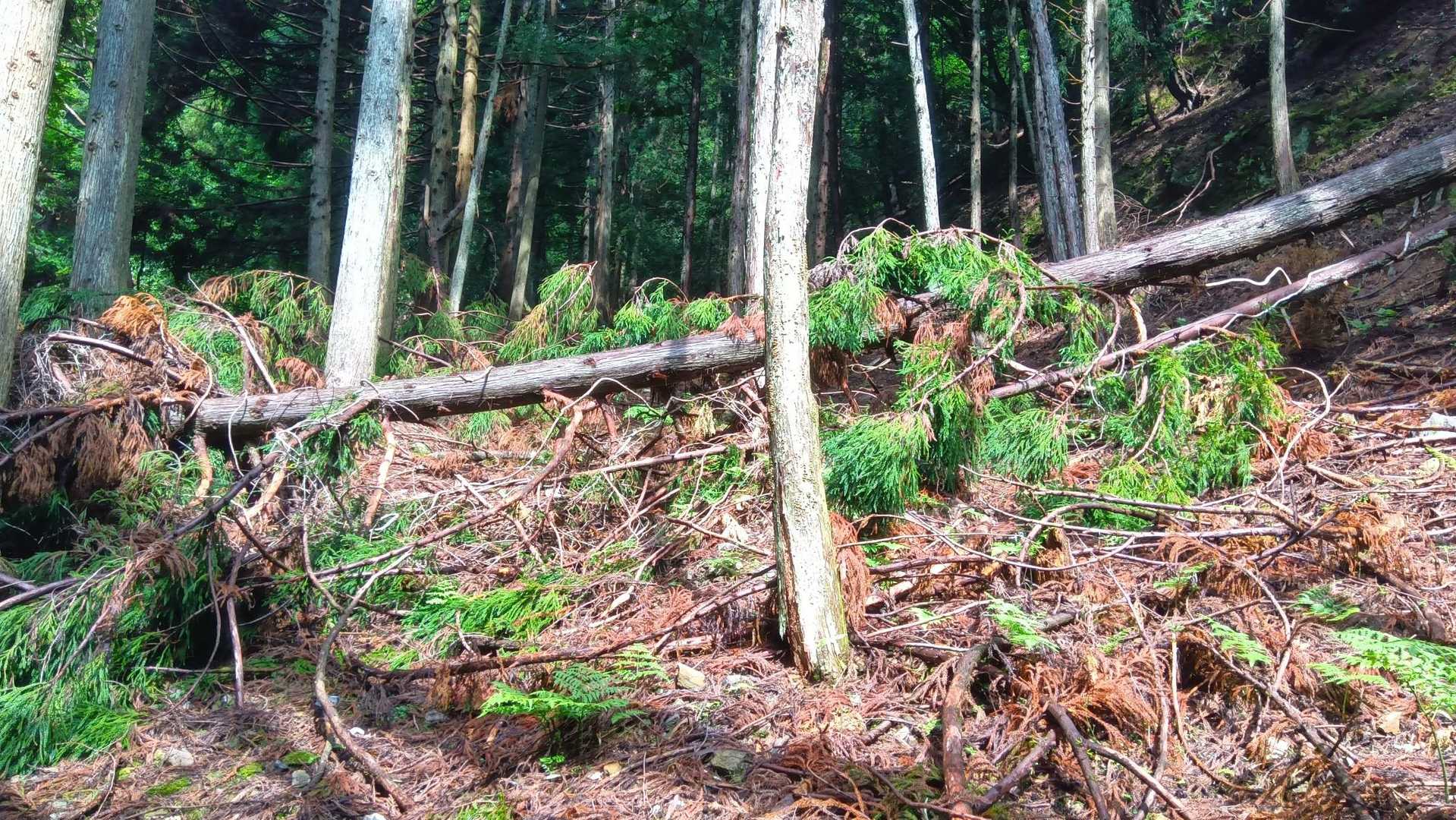 登山道をふさぐ倒木