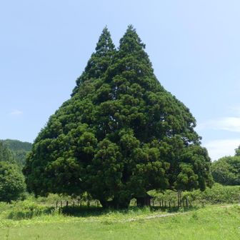 かんP
