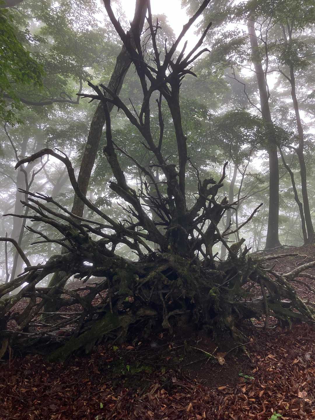 明神峠-明神山-湯船山-白クラノ頭 往復コースの写真