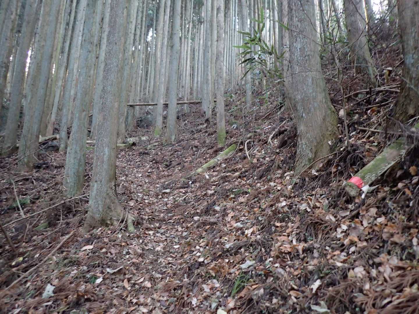 ますます傾斜が増しているのに落ち葉で滑る