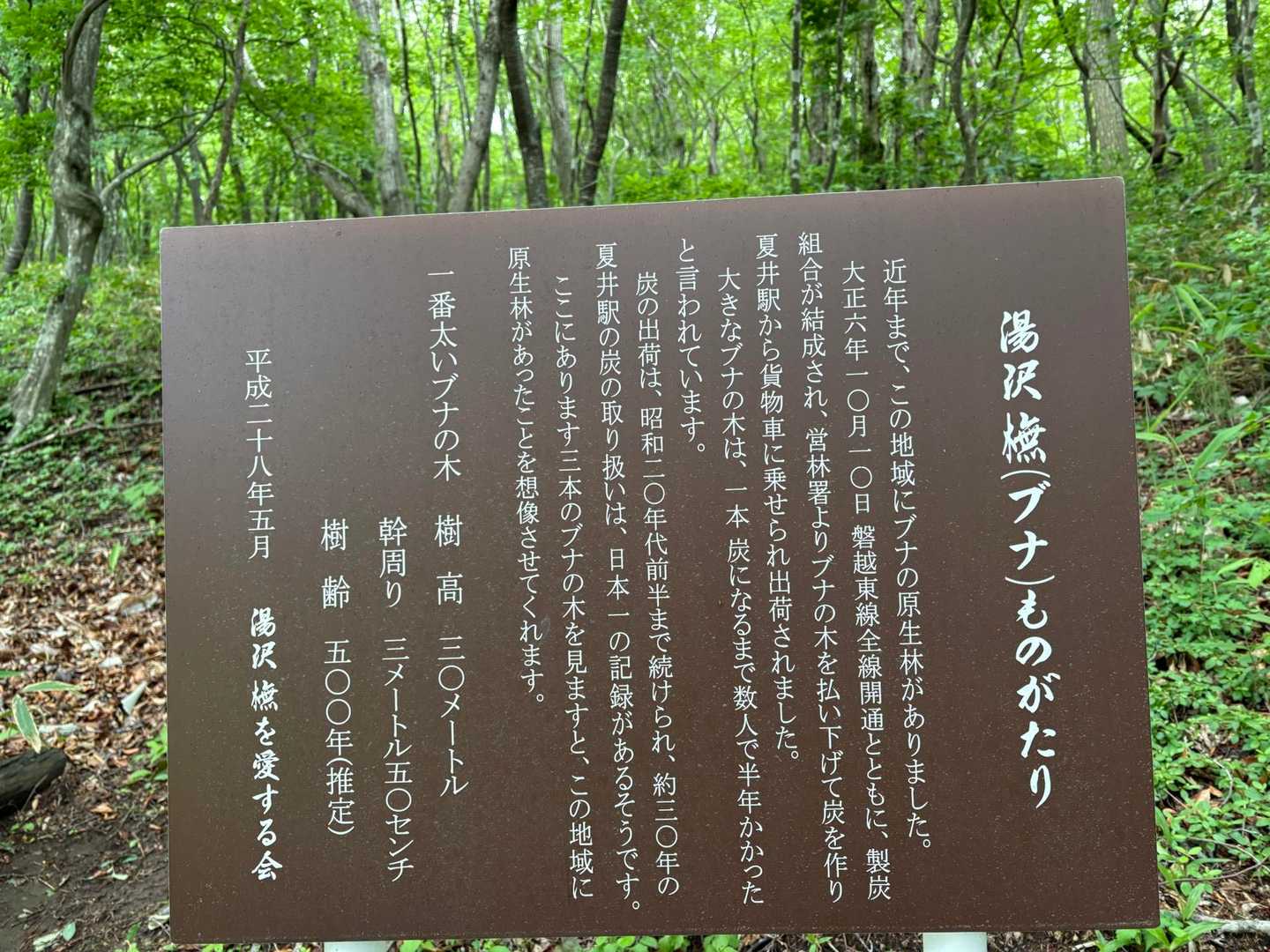 磐越東線全線開通により
ブナの炭づくりが発展。