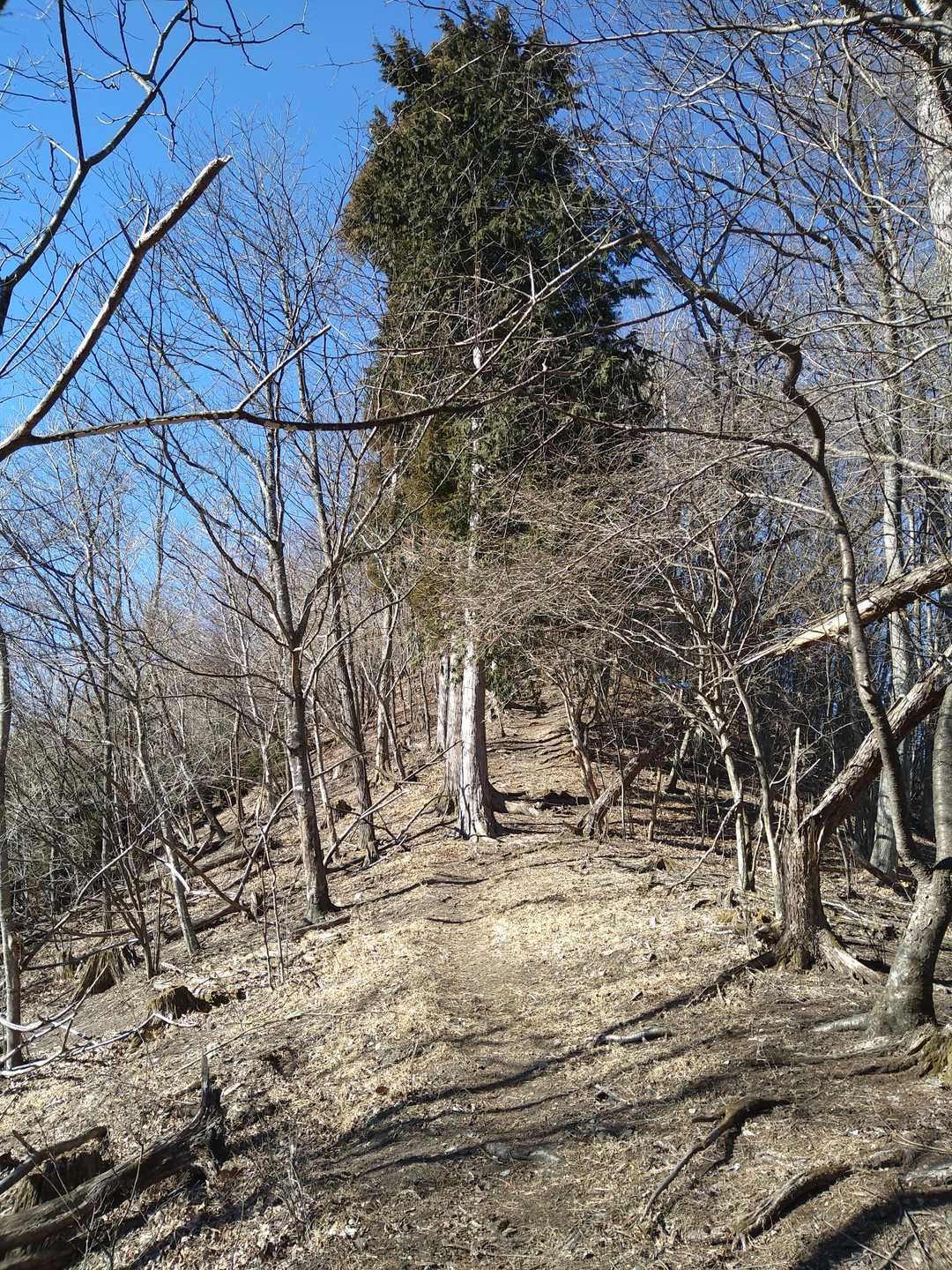 杉ノ峠-父不見山 往復コースの写真
