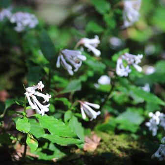 サツマイナモリ