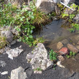 阿弥陀池小屋の水場
一応出てるみたい