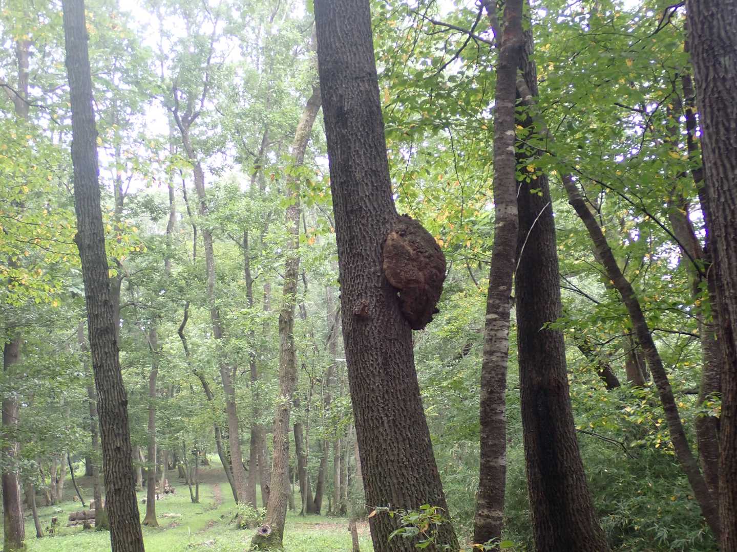 Ｅ家の逃げた亀かな🐢