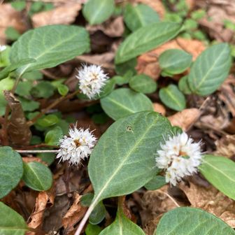 ハルノタラノオ