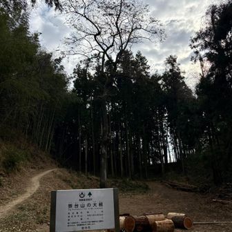 崇台山 大桐！案内には"日本一"とあった､､､