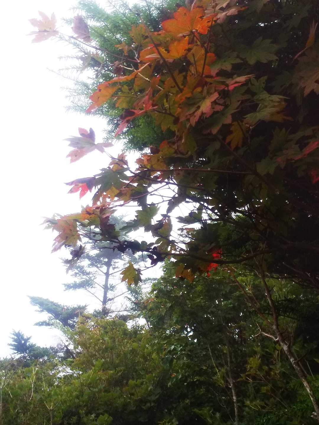 ちょっぴり秋。