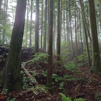 案内板の想像図通りの左右2段構造