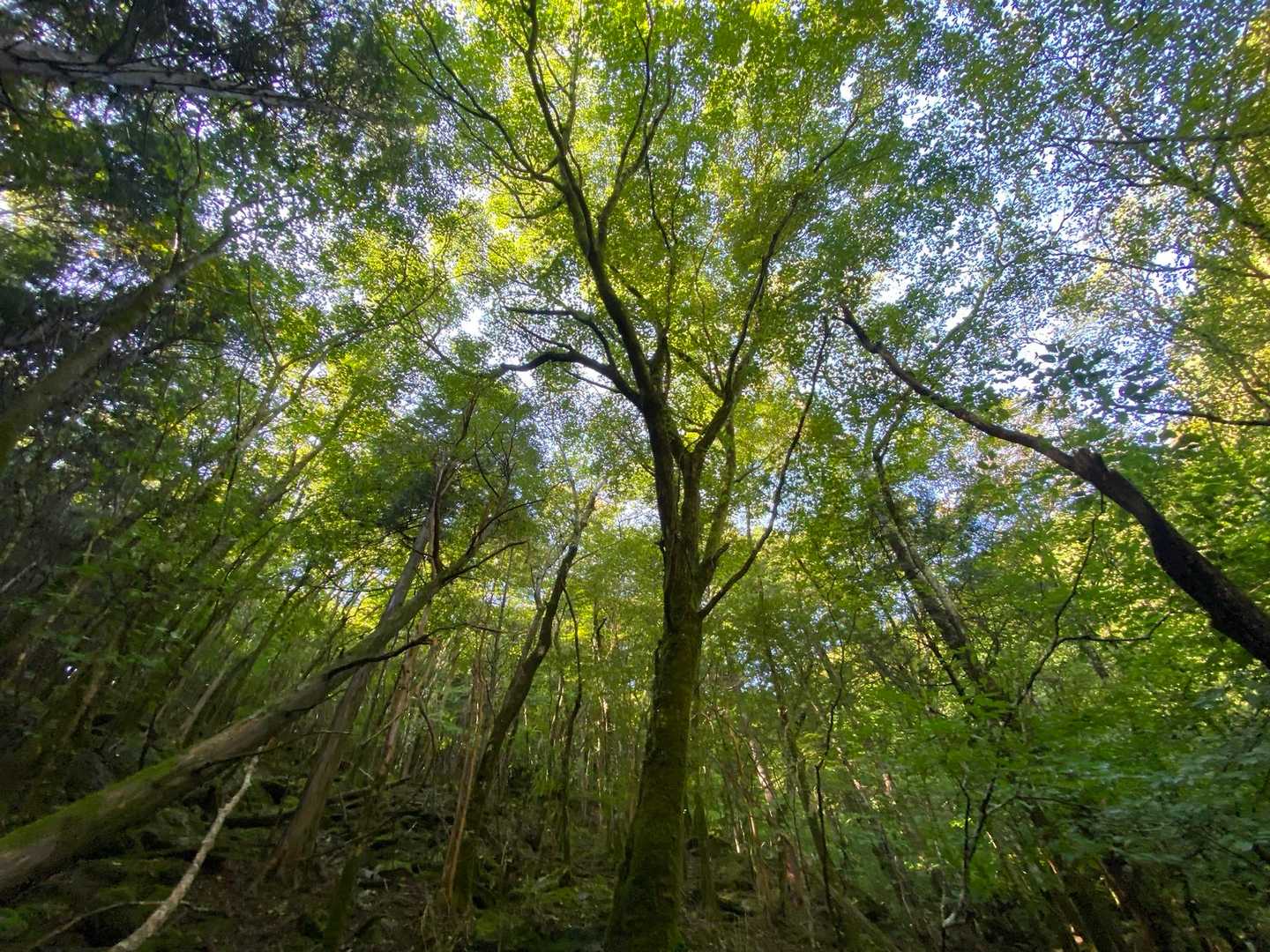 おぉ〜なんかええ森やん🌲