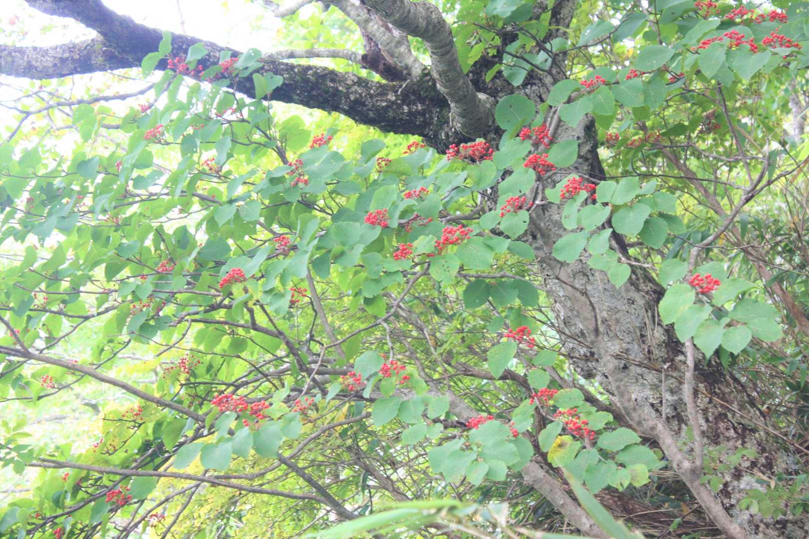 黒尾谷岳-南月山 往復コースの写真