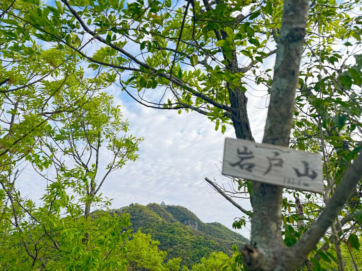 金華山syuページです☆ 華蔵寺公園花まつり 開催について | 伊勢崎市観光物産協会